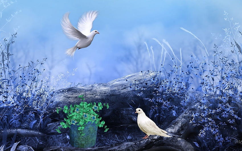 คุณค่าที่สวยงาม : นกพิราบขาว ธรรมชาติ ดอกไม้ สี วอลล์เปเปอร์ HD