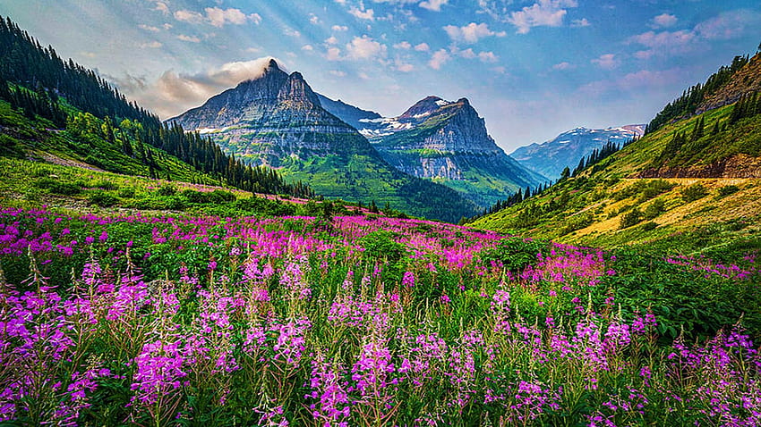 Glacier Wildflowers, Glacier NP, Montana, blossoms, landscape, clouds, sky, mountains, usa HD wallpaper