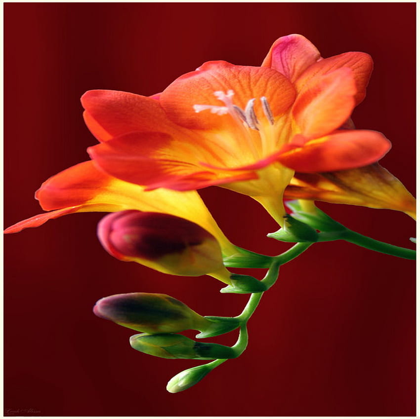 sia, flower, red, single, beauty, macro HD wallpaper
