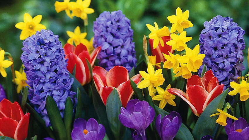 Spring companions, blossoms, colors, crocuses, tulips, dandelions, hyacinths HD wallpaper