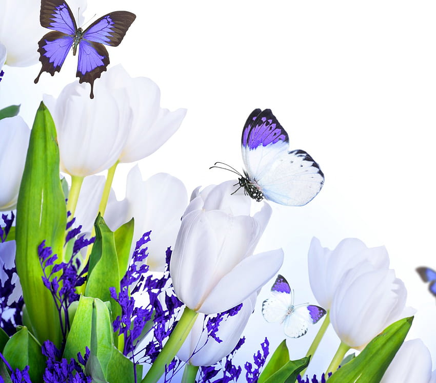 Цветя и пеперуди, пеперуди, лилаво, бяло, цветя, лалета, пролет HD тапет
