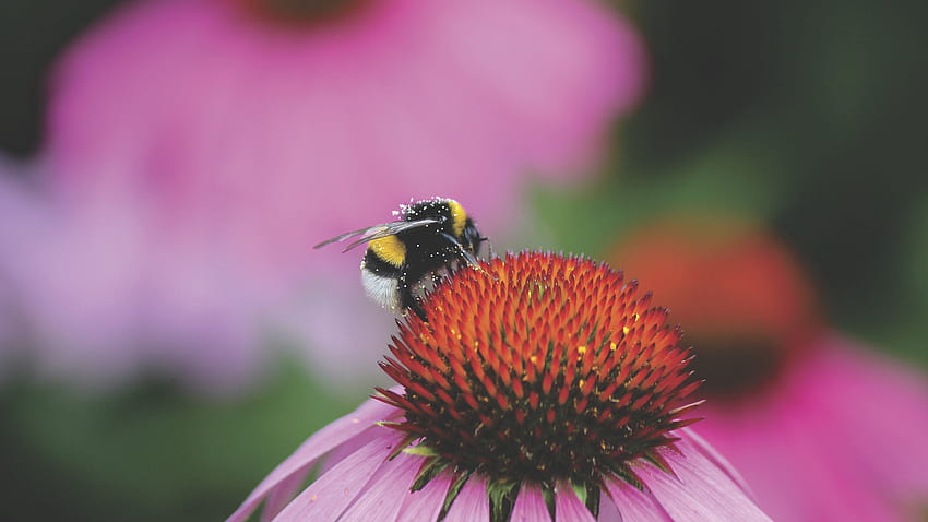 Flower, Macro, Bud, Pollen, Bumblebee HD wallpaper