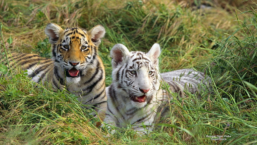 Dois do mesmo tipo, Tigres, África, Grandes felinos, Vida selvagem papel de parede HD