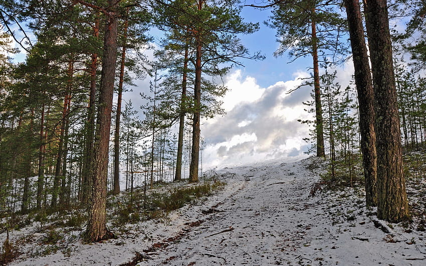 Winter, Nature, Trees, Sky, Snow, Forest, Climb, Lift HD wallpaper