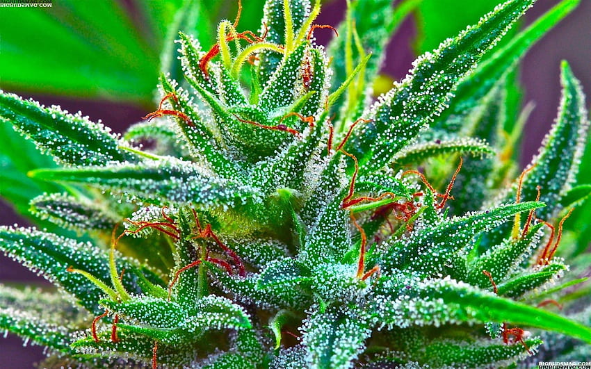 iPhone Marijuana, Weed HD wallpaper