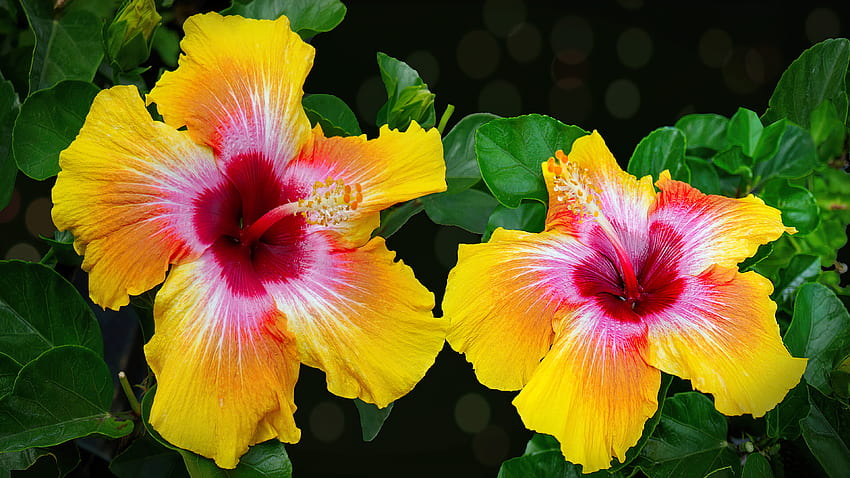 Chinese Hibiscus, leaves, yellow, exotic, petals, garden, beautiful, flowers, hibiscus HD wallpaper