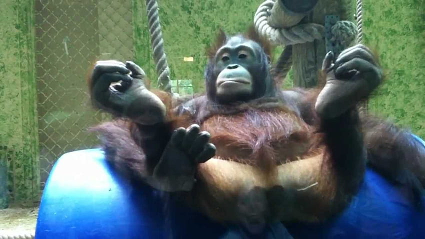 Funny Orangutan Baby HD wallpaper