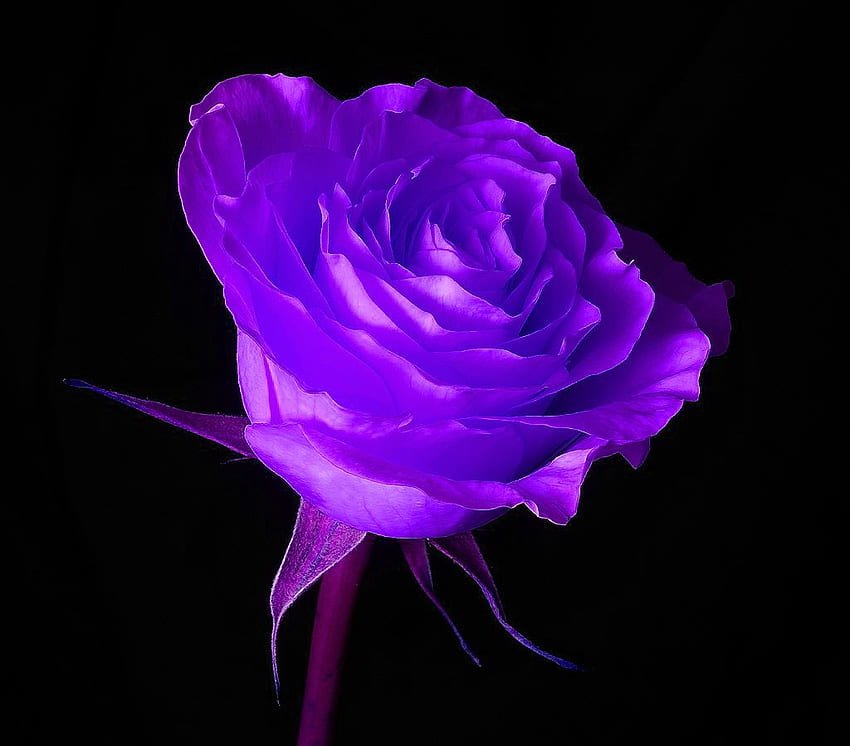 for Windows XP, Purple and Black Rose HD wallpaper