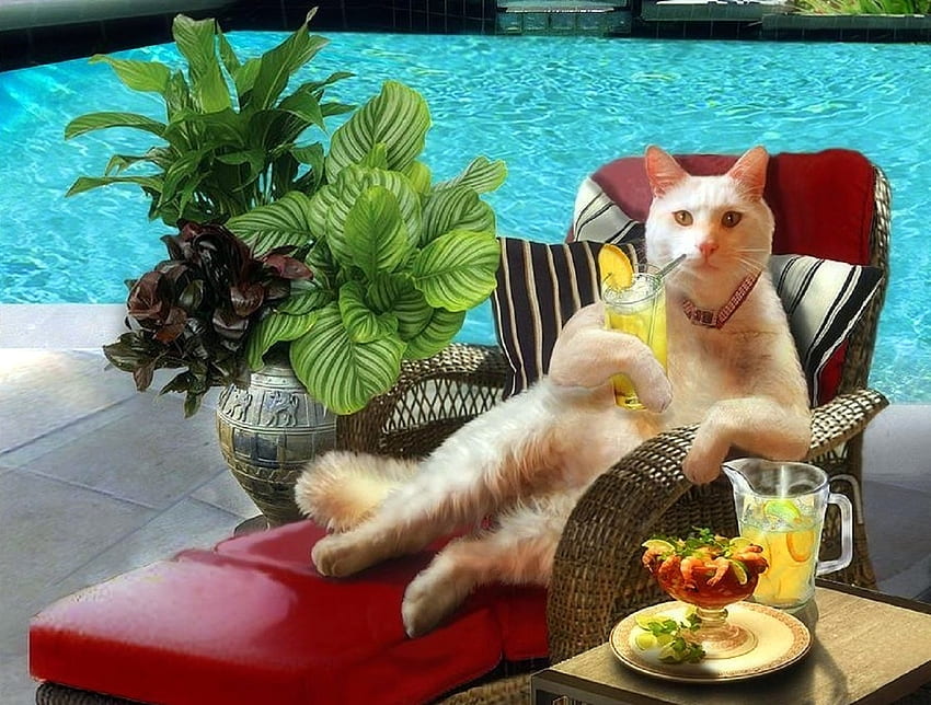 Summer Funny, foods, kitty, cats, weird things people wear, paintings, summer, love four seasons, animals, draw and paint, funny, pet, swimming pool, orange juice HD wallpaper