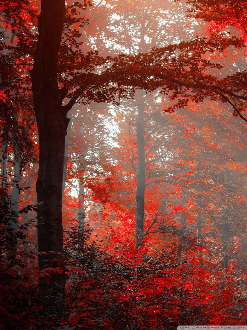 Papéis de Parede Cenário de floresta do inverno, nevoeiro, árvores, ramos,  neve branca 1920x1200 HD imagem
