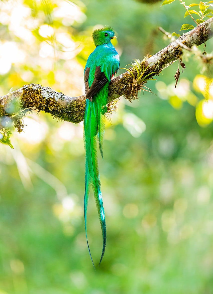 Quetzal 1080×1492 HD phone wallpaper