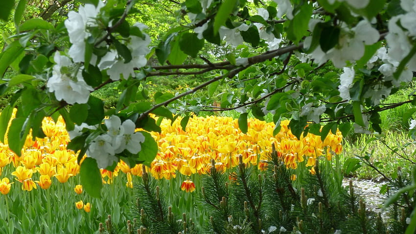 primavera, naturaleza, flores, tulipanes, madera, árbol, jardín fondo de pantalla