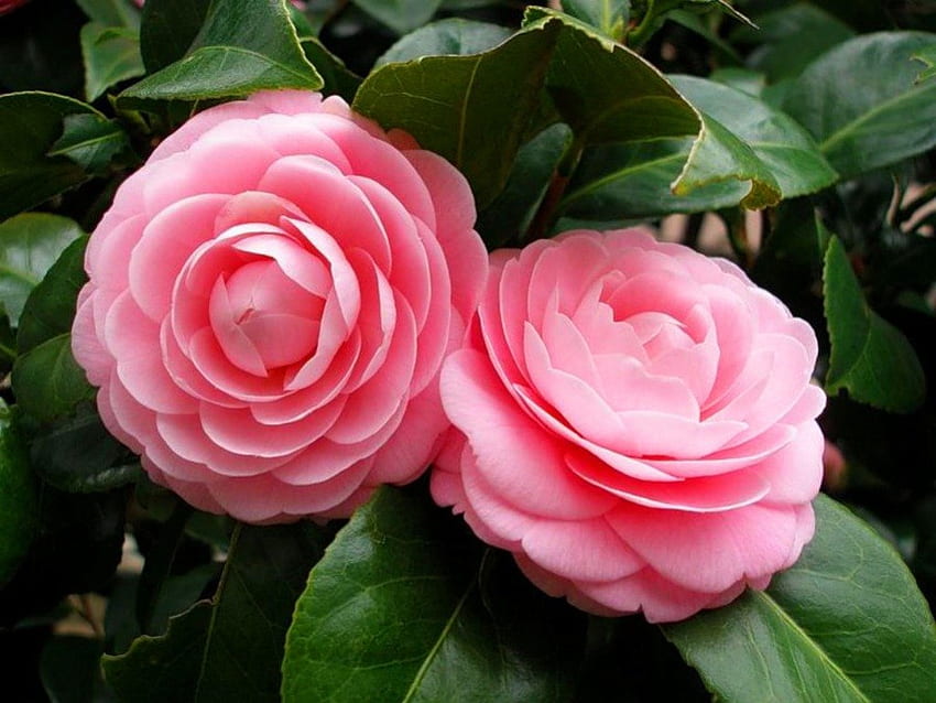 Две розови рози, две, рози, градина, красиви, подарък, аромат, розово, листа, листенца, зелено, природа, цветя, заедно HD тапет