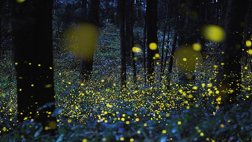 Fireflies Background [] for your , Mobile & Tablet. Explore Fireflies ...