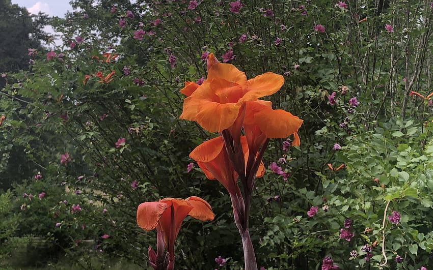 Кала Лили, природа, цвете, червено HD тапет