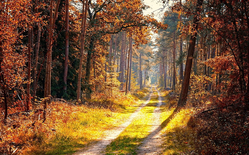 Autumn Forest Path, caminho, árvores, outono, estrada, floresta papel de parede HD