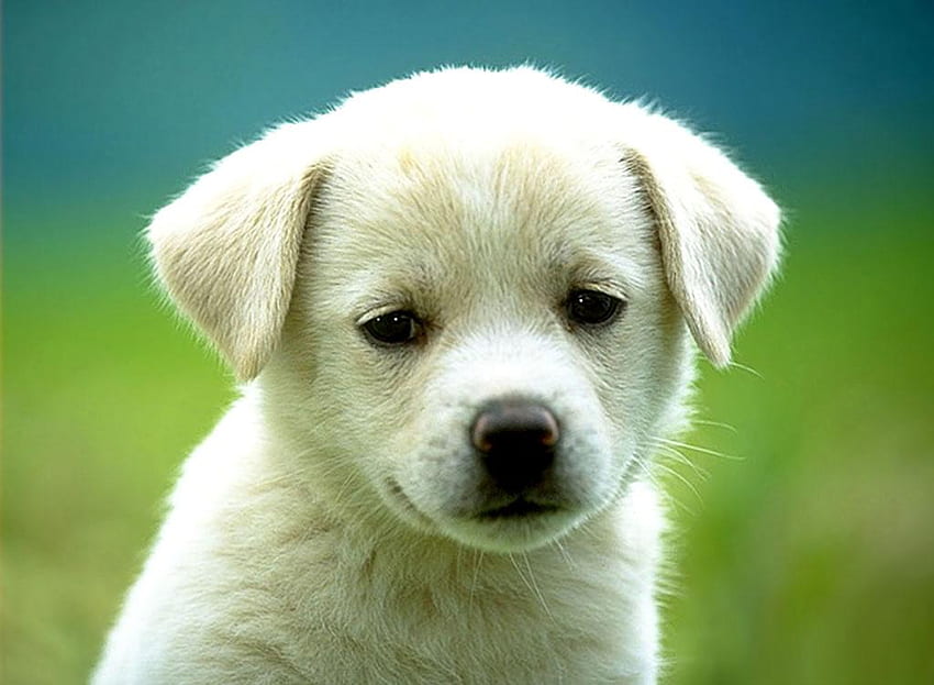 かわいい子犬、とてもかわいい、無邪気な 高画質の壁紙