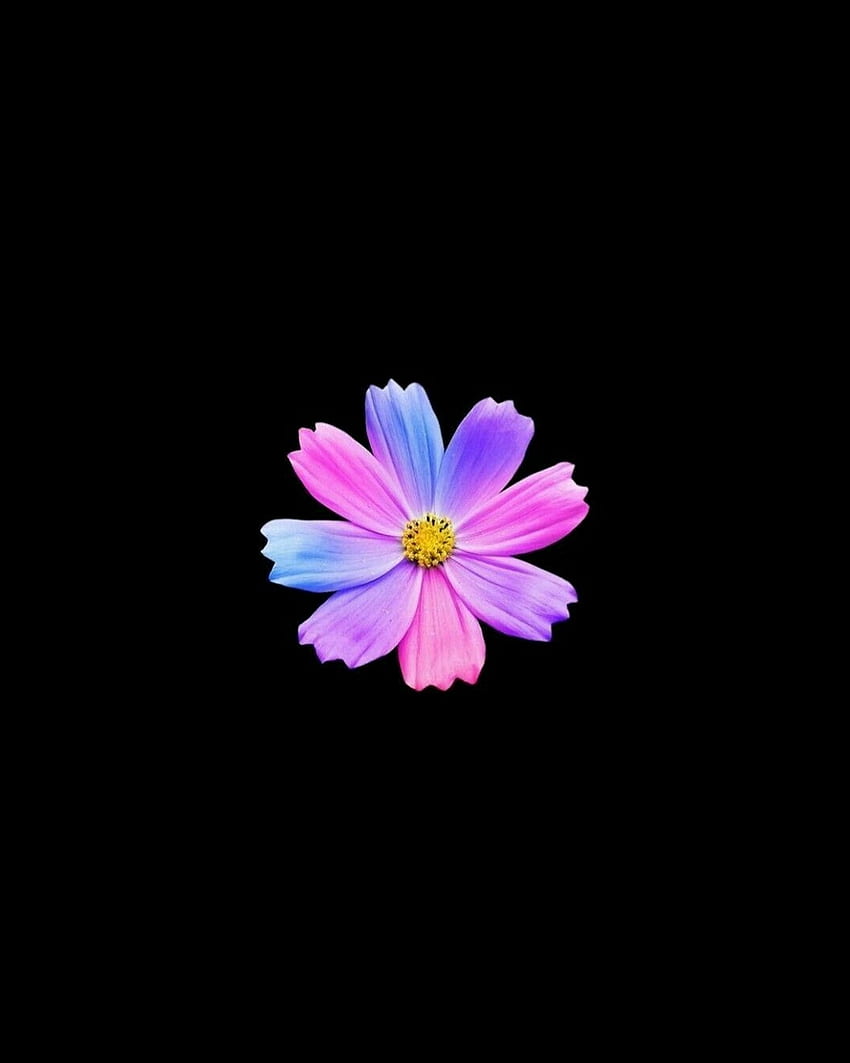 생생한 밝은 꽃, 어두운 HD 전화 배경 화면