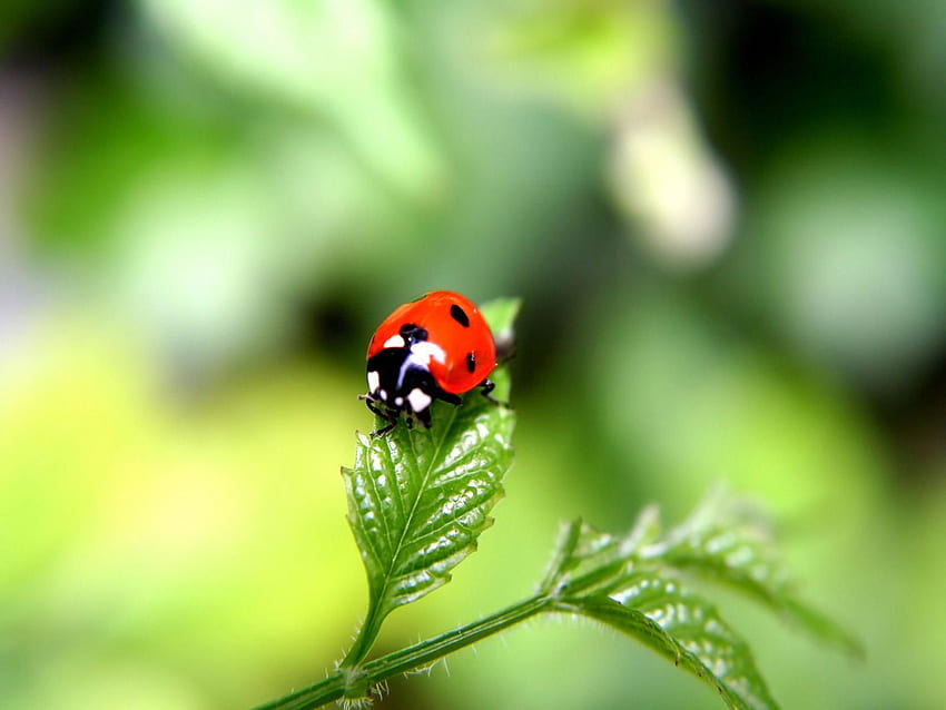 Not Found. Animals beautiful, Ladybug, Ladybird, Beetle Insect HD wallpaper