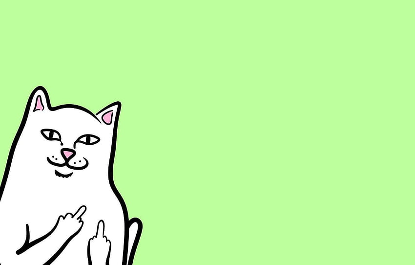 Ripndip, gato mostrando el dedo medio fondo de pantalla
