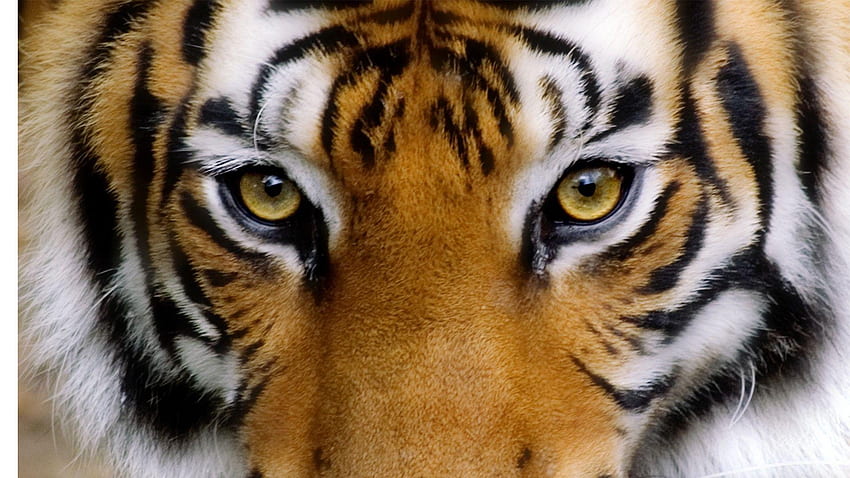 angry tiger hd wallpapers 1920x1080