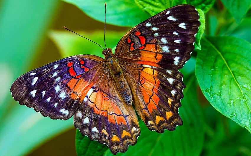 BUTTERFLY, LEAVES, COLORS, WINGS, INSECT HD wallpaper