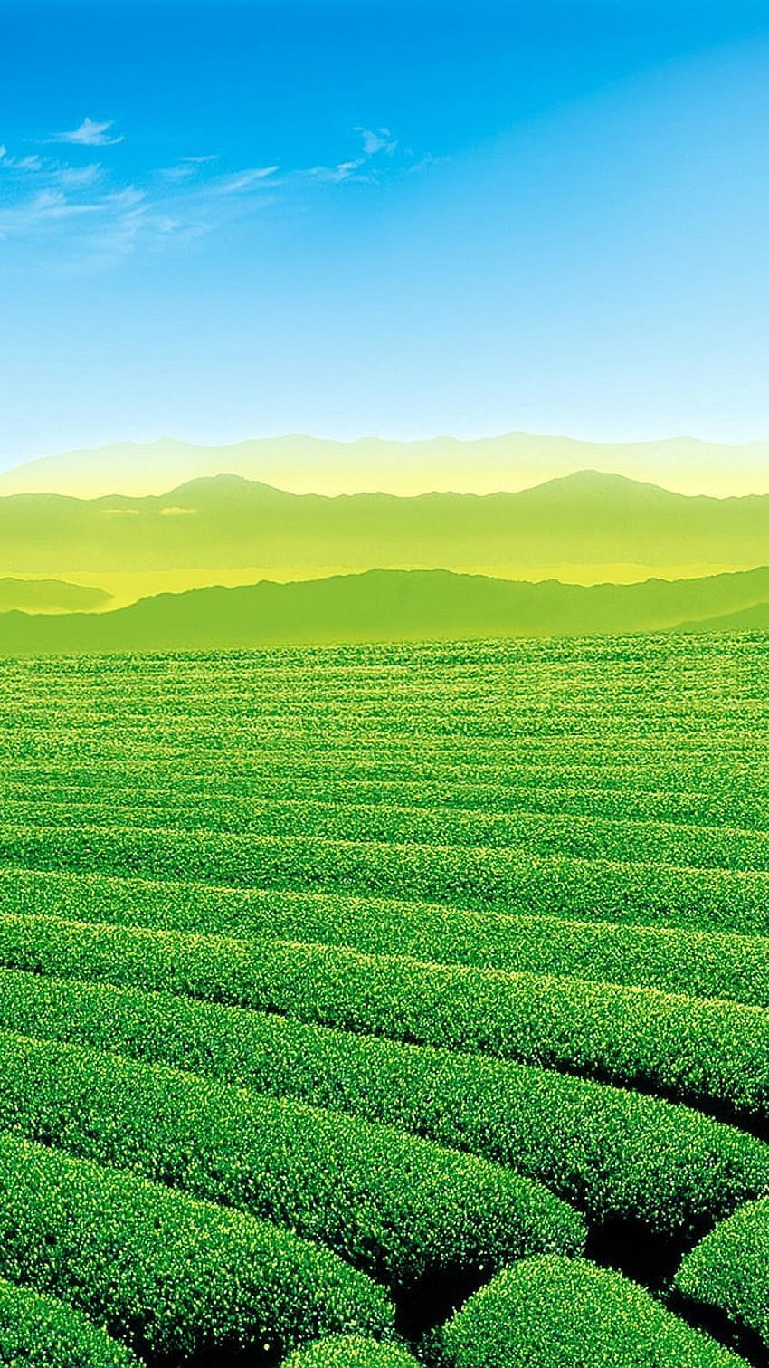 Tea Garden, Tea Plantations HD phone wallpaper | Pxfuel