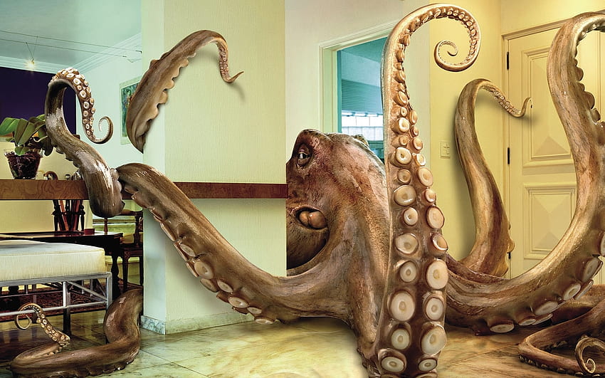 Animals, Abstract, Octopus HD wallpaper
