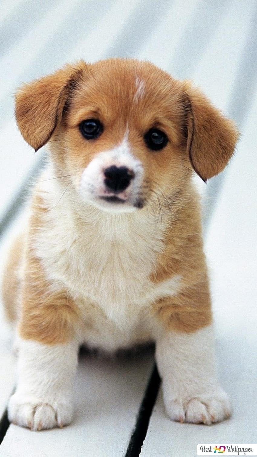 かわいい犬、愛らしい子犬 HD電話の壁紙