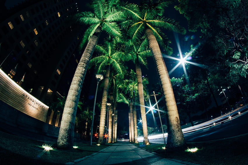 Städte, Nacht, Palmen, Beleuchtung, Straße, Beleuchtung HD-Hintergrundbild