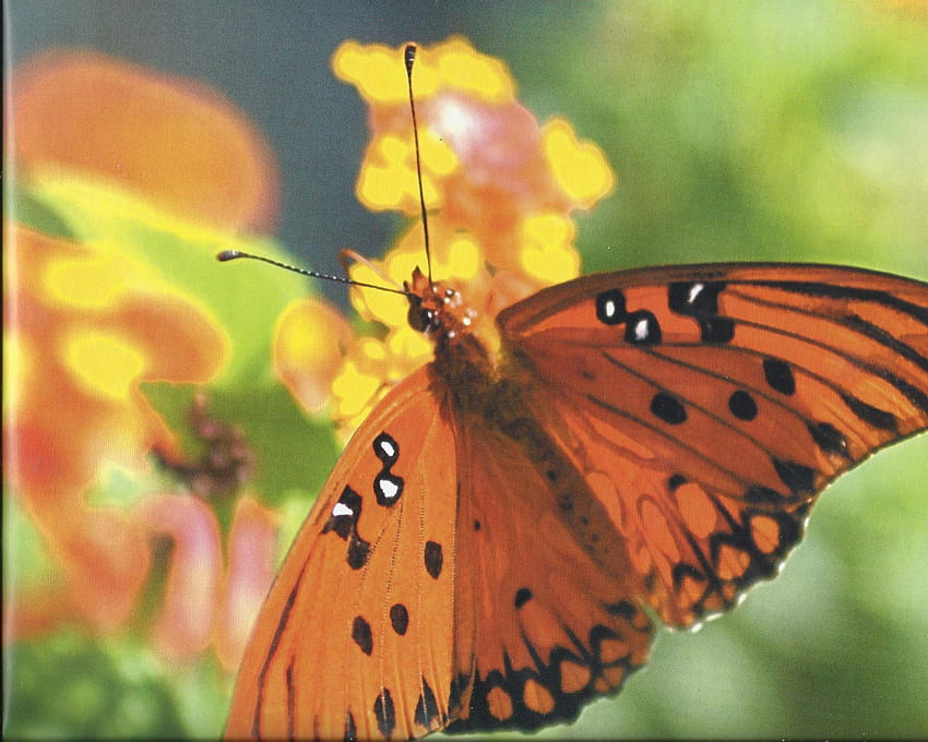 mariposa, alas, hermosa, flores fondo de pantalla