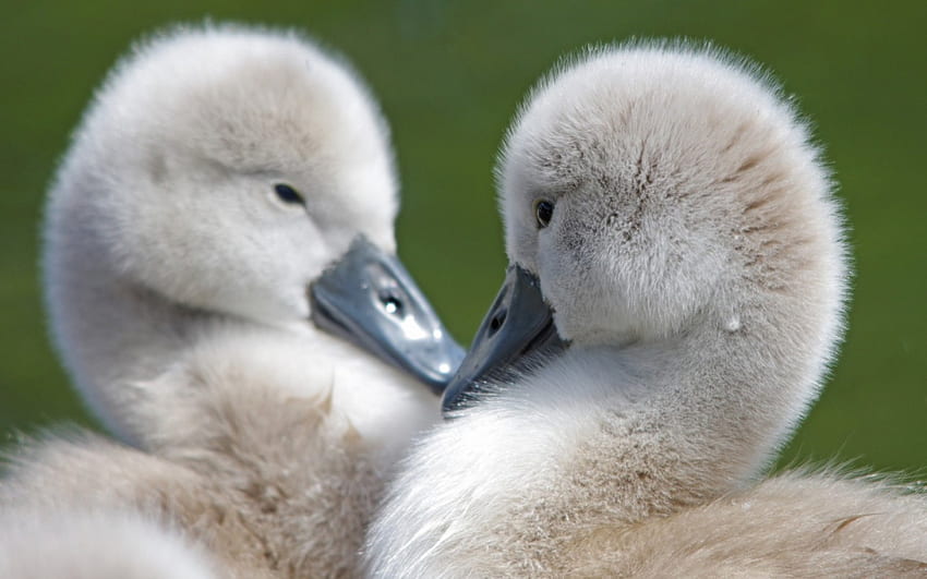 Baby swans heart, white, grey, cute, baby, valentine, day, green, swan, heart HD wallpaper