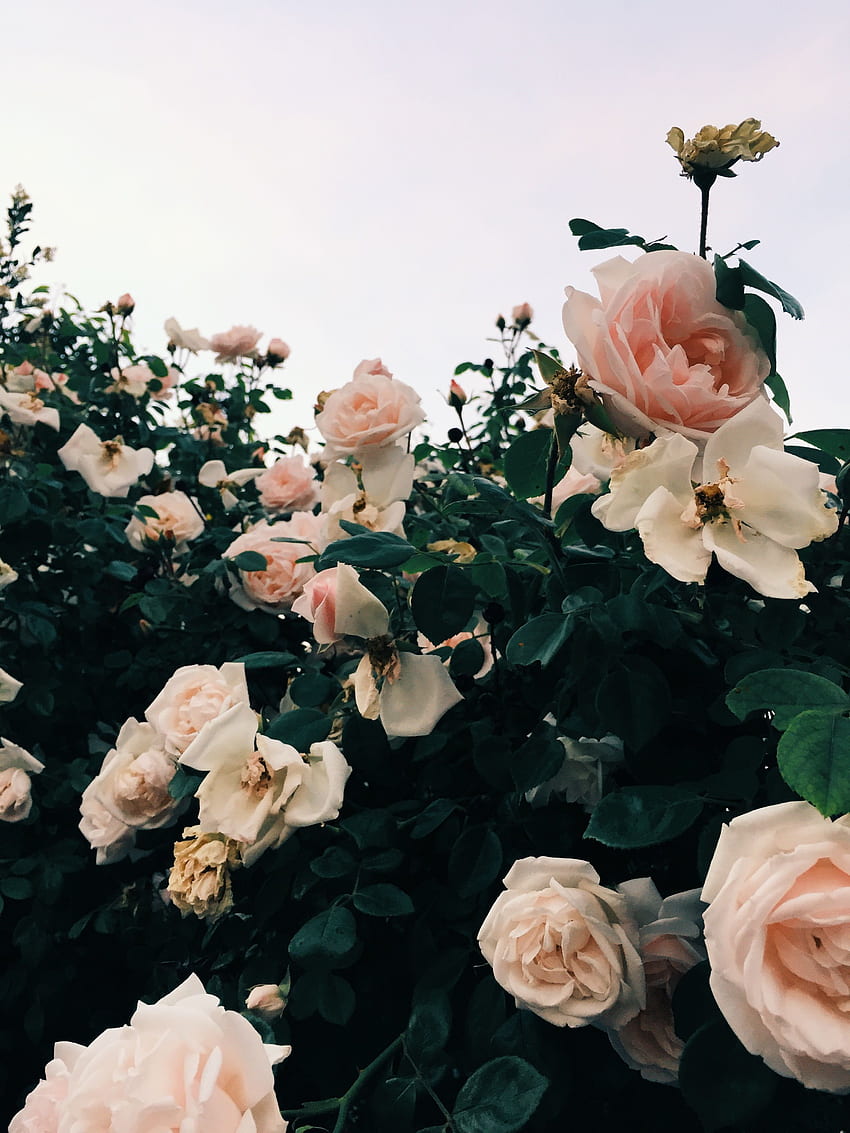 pink roses, garden roses, wild roses, Wild Aesthetic HD phone wallpaper
