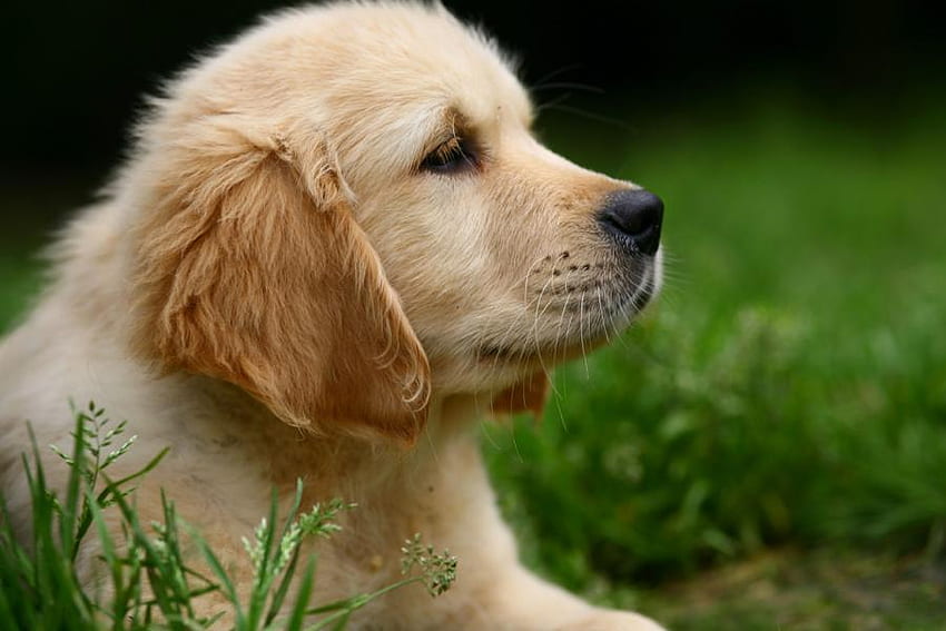 かわいい子犬の顔、ラブラドール、子犬、子犬、顔、犬、レトリーバー 高画質の壁紙