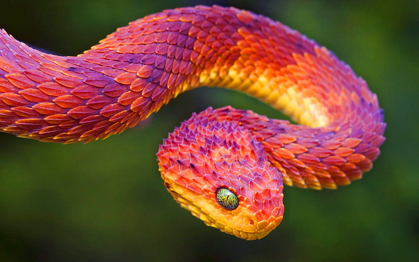 뱀, 붉은 뱀 HD 월페이퍼