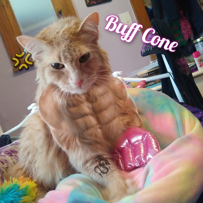Buff Cat, ennui, meme, Minou, marrant Fond d'écran de téléphone HD