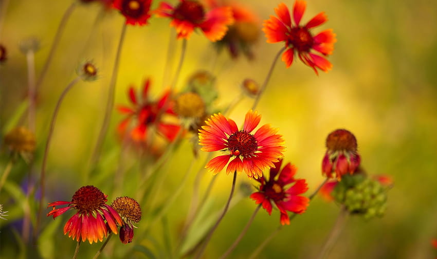 Flowers, Blur, Smooth, Close-Up HD wallpaper