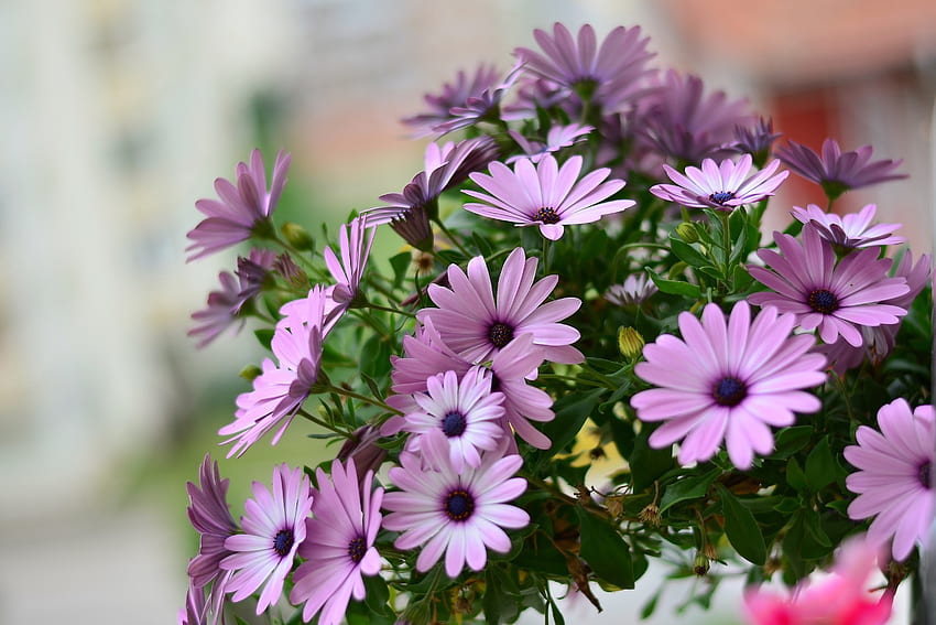 African Daisies, african, graphy, bunch, daisies, summer, purple, creation, pink, God, pretty, flowers, , nature HD wallpaper