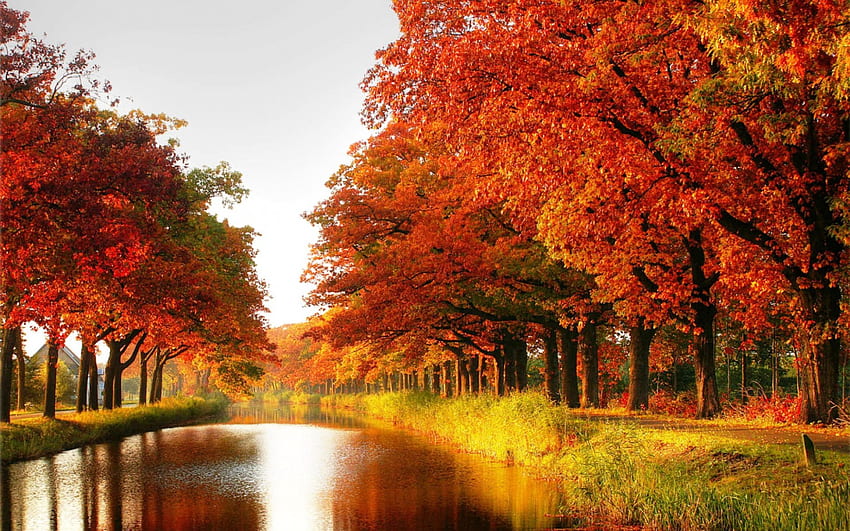 October river, river, trees, autumn, orange, gold HD wallpaper
